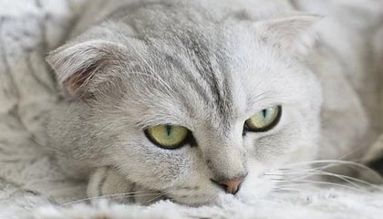 沈阳伴游，定制QQ：3494206190微信：act1322