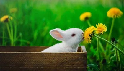 沈阳伴游，定制QQ：3494206190微信：act1322